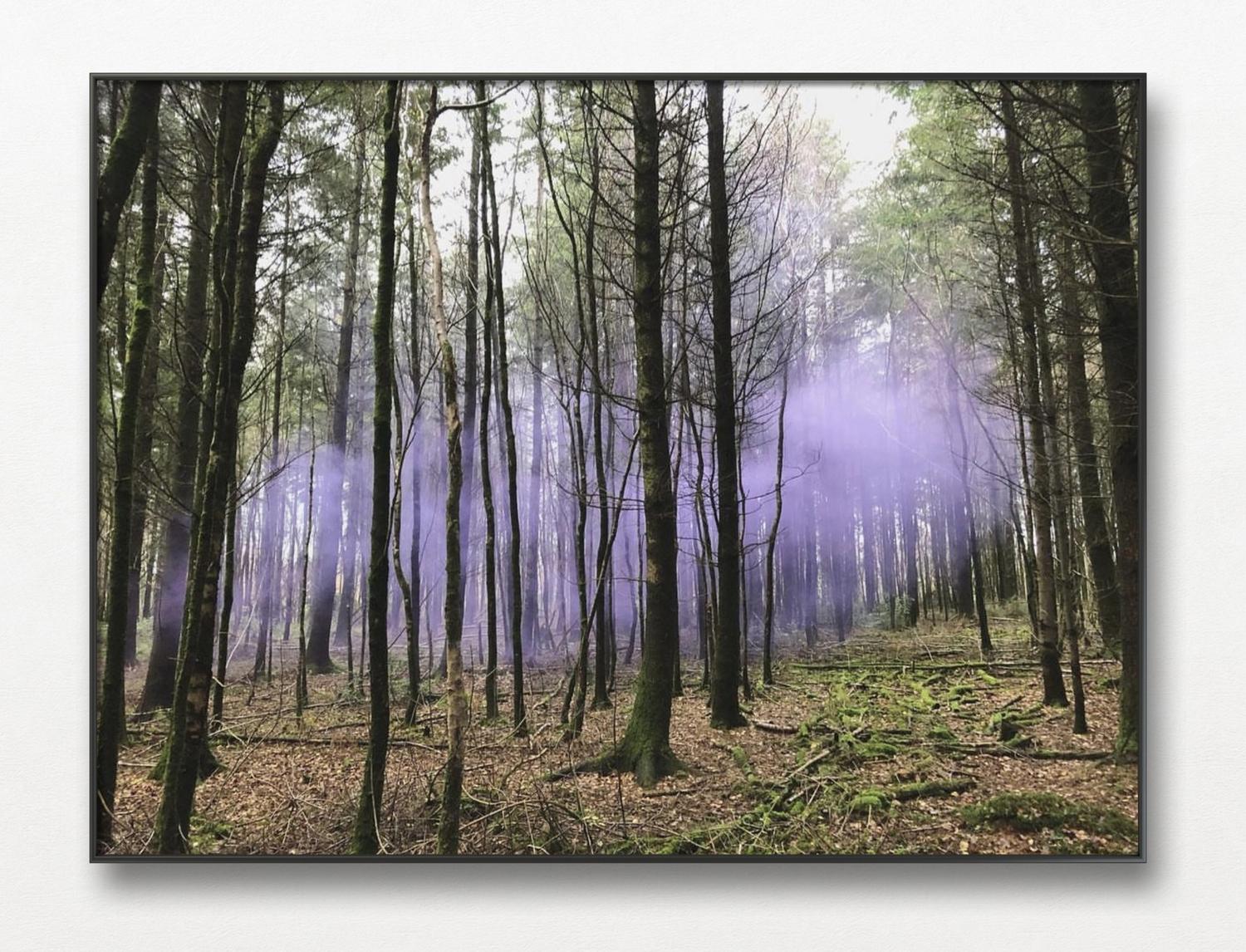 Etheral purple mist floating through woodland